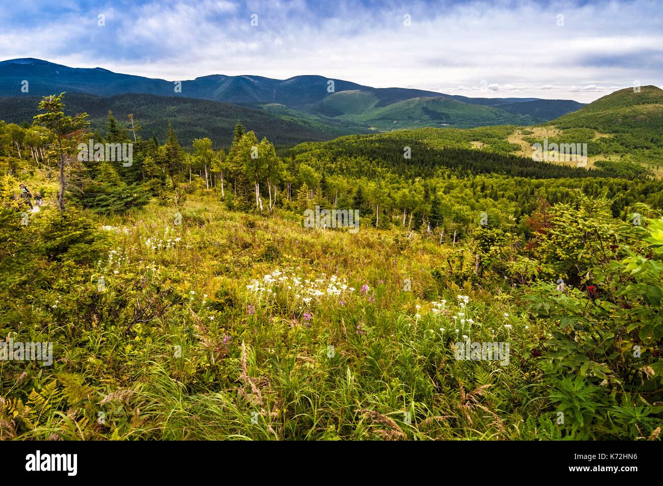 Kanada, Provinz Quebec, GaspŽsie Nationalpark, Mont Ernest-Laforce borealen Wald Stockfoto