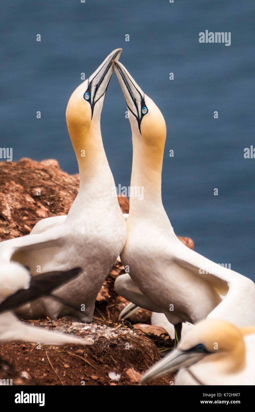 Kanada, Provinz Quebec, GaspŽsie, ële - Bonaventure-et-du-Rochre-Perc Ž Nationalpark, PercŽ, Northern Gannet Colony (Morus bassanus) am Kliff auf der Insel Bonaventure ist das größte der Welt, mit 120.000 Kongenere, hier 2 Erwachsene in Love Parade Stockfoto