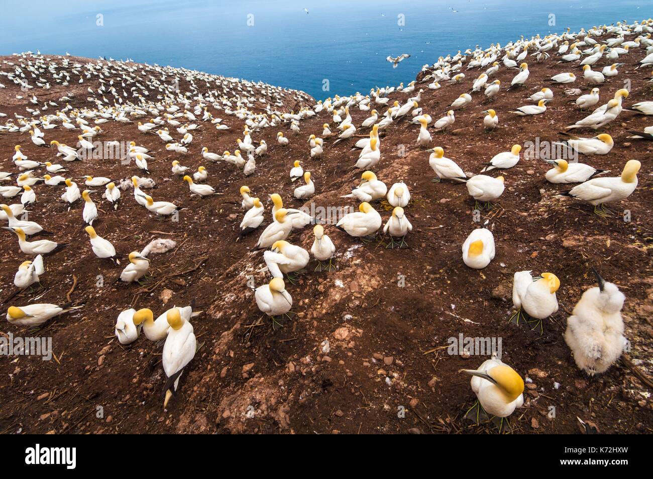 Kanada, Provinz Quebec, GaspŽsie, ële - Bonaventure-et-du-Rochre-Perc Ž Nationalpark, PercŽ, Northern Gannet Colony (Morus bassanus) am Kliff auf der Insel Bonaventure ist das größte der Welt, mit 120.000 Kongenere Stockfoto