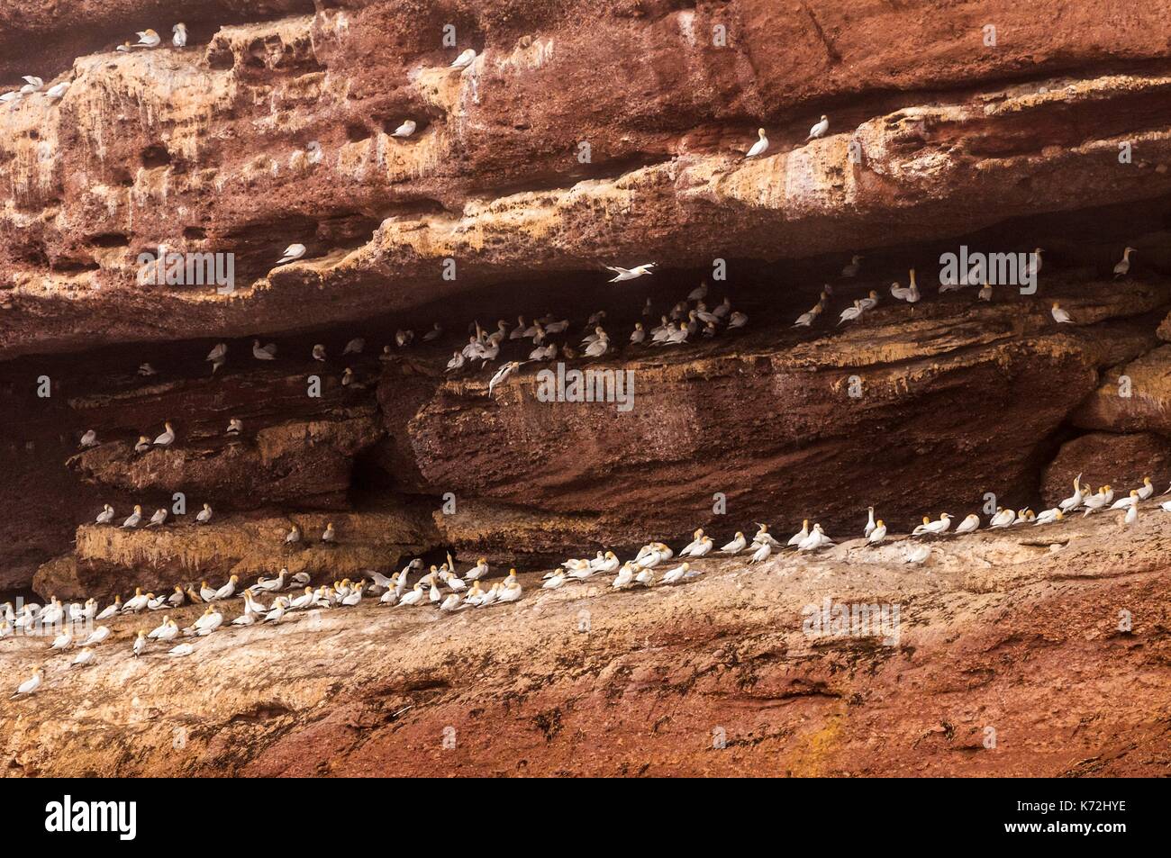 Kanada, Provinz Quebec, GaspŽsie, ële - Bonaventure-et-du-Rochre-Perc Ž Nationalpark, PercŽ, Northern Gannet Colony (Morus bassanus) am Kliff auf der Insel Bonaventure Stockfoto