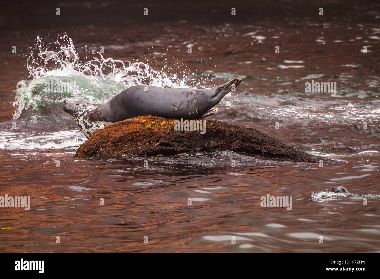 Kanada, Provinz Quebec, GaspŽsie, ële - Bonaventure-et-du-Rochre-Perc Ž Nationalpark, PercŽ, einer Gruppe der Kegelrobbe (Halichoerus grypus) spielt am Kliff auf der Insel Bonaventure Stockfoto