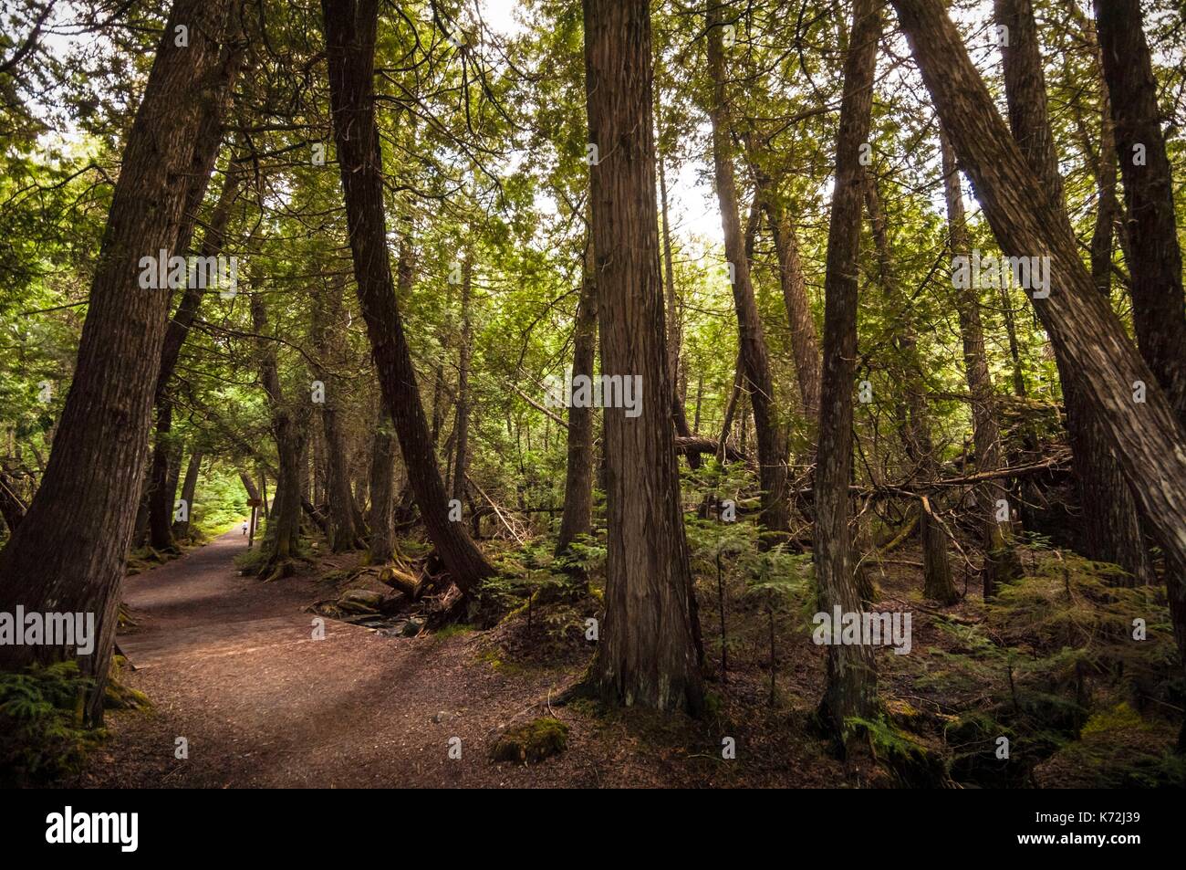 Kanada, Provinz Quebec, GaspŽsie Nationalpark, Sainte-Anne, Familie wandern entlang der Sainte-Anne Fluss, in den Wald Stockfoto