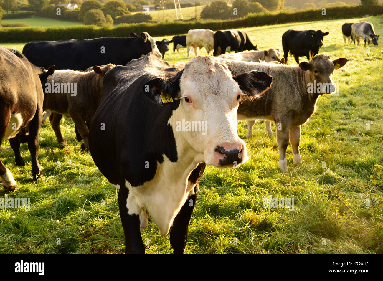 Holstein friesian bull -Fotos und -Bildmaterial in hoher Auflösung – Alamy