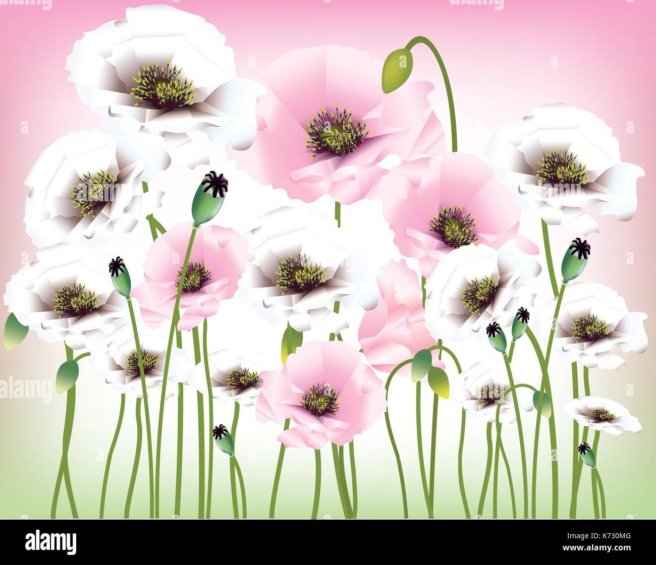 Schönes Rot, Rosa und weissen Mohn Stock Vektor