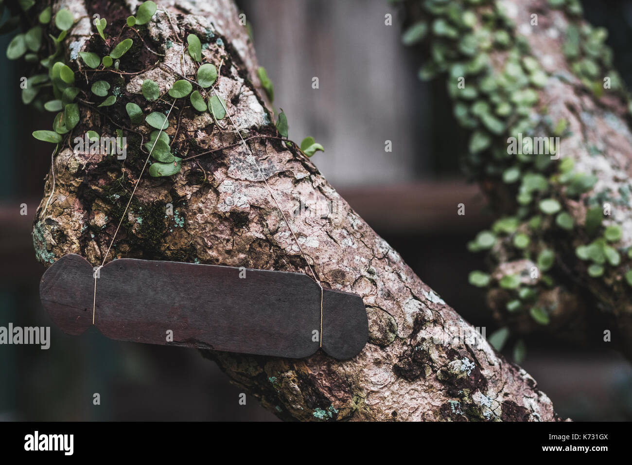Leere Holz- Typenschild auf Baum. Vintage strukturierte Stil und Platz für Text, Zeichen oder Logo. Eco und natürliche Stockfoto