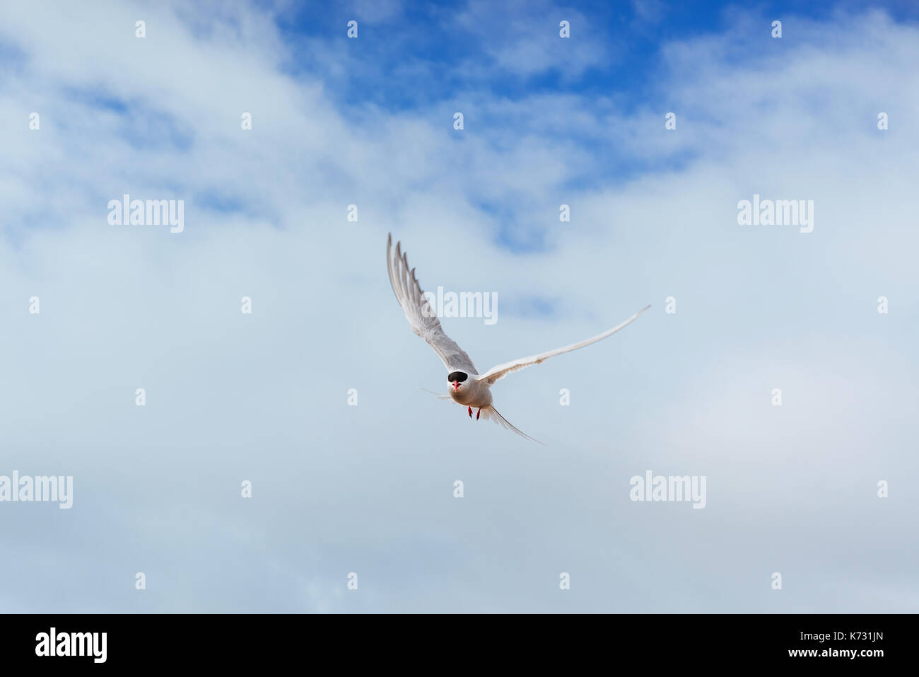 Küstenseeschwalbe auf weißem Hintergrund - blauen Wolken. Stockfoto