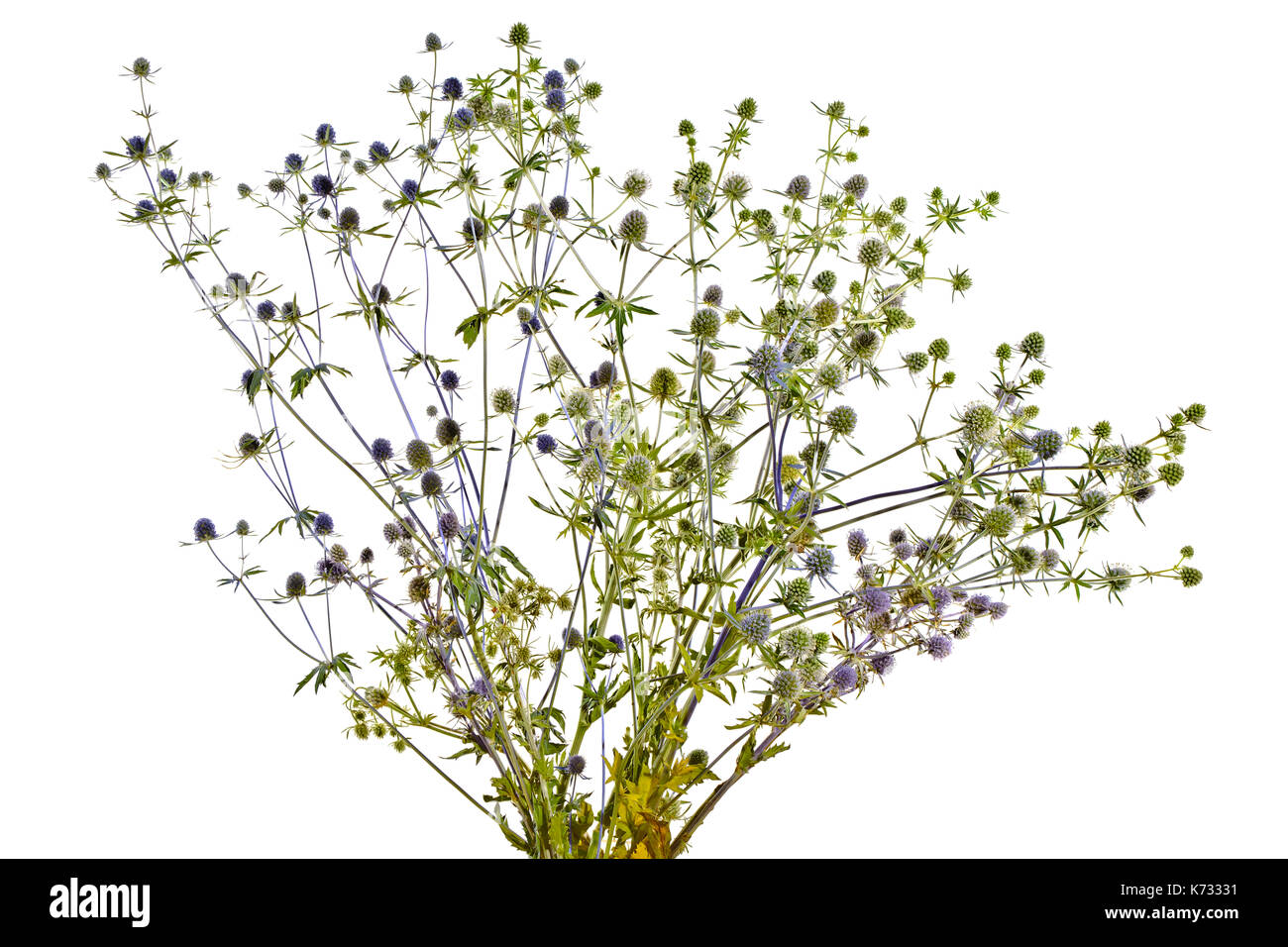 Blumenstrauß aus blauen Disteln auf einem weißen Hintergrund. Stockfoto