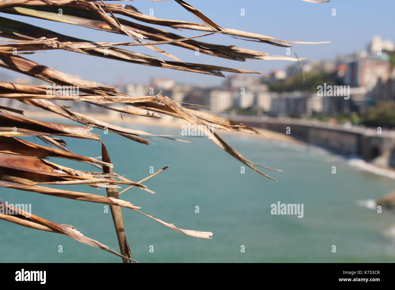 Trockene Blätter der Palmen vor der Küste und das Meer. Stockfoto