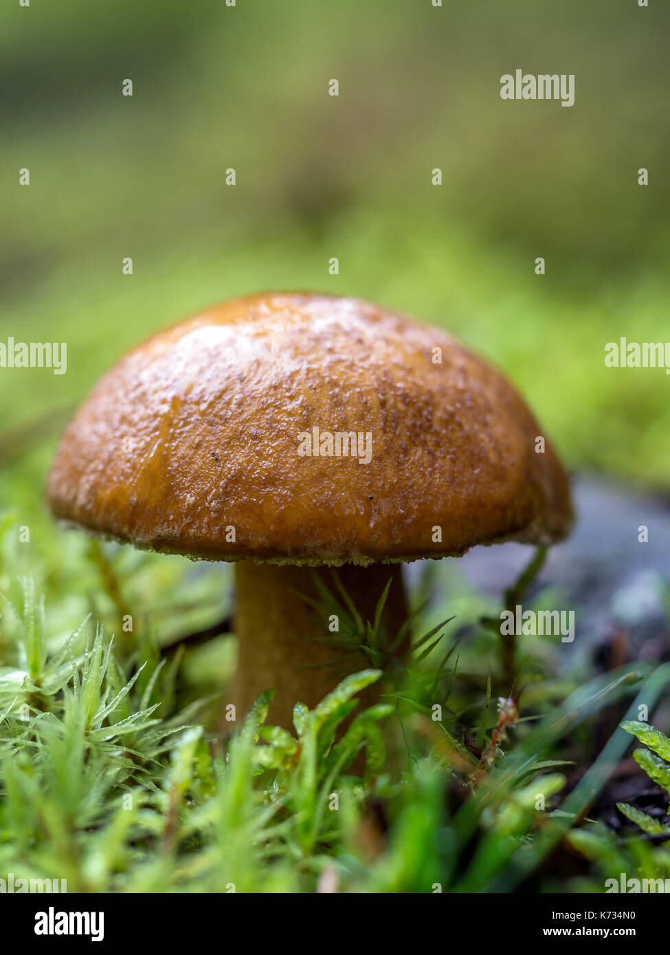 Bucht Steinpilzen Pilzzucht im Wald Stockfoto