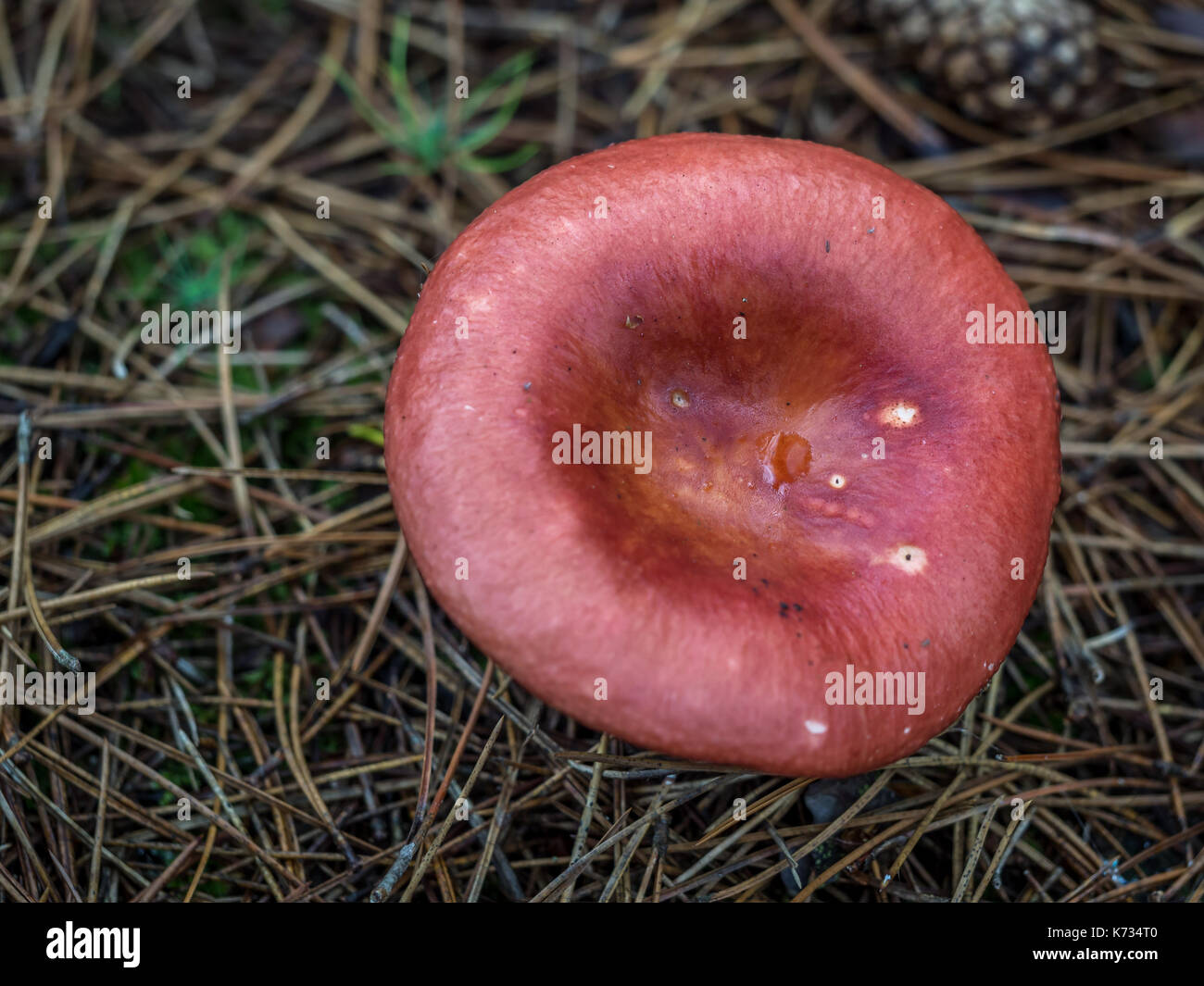 Agaric Pilz im Wald wachsenden Fliegen Stockfoto