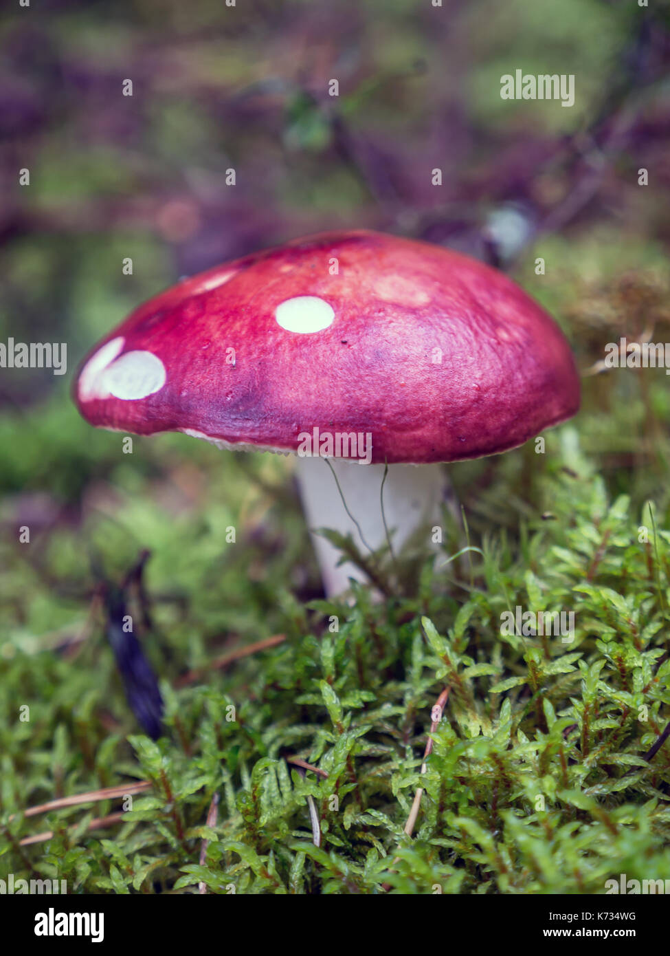 Agaric Pilz im Wald wachsenden Fliegen Stockfoto