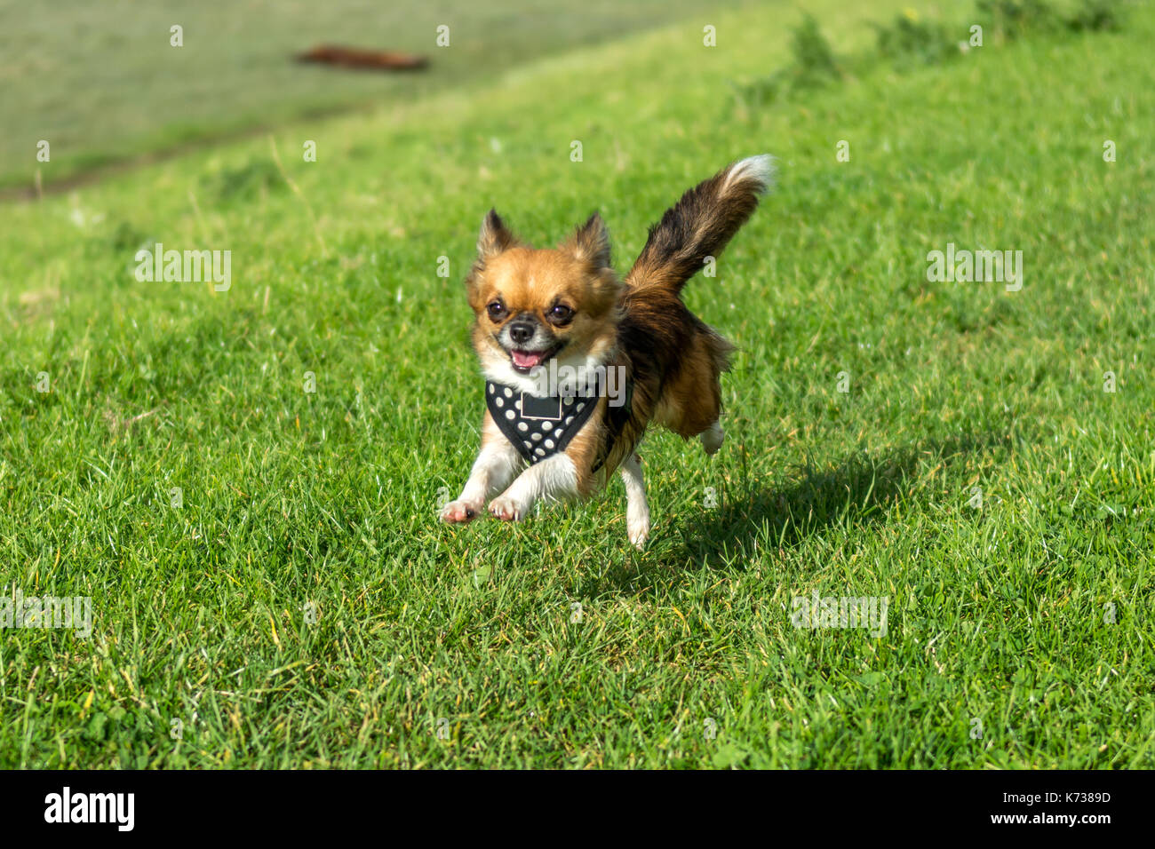 Chihuahua Rennen Stockfoto