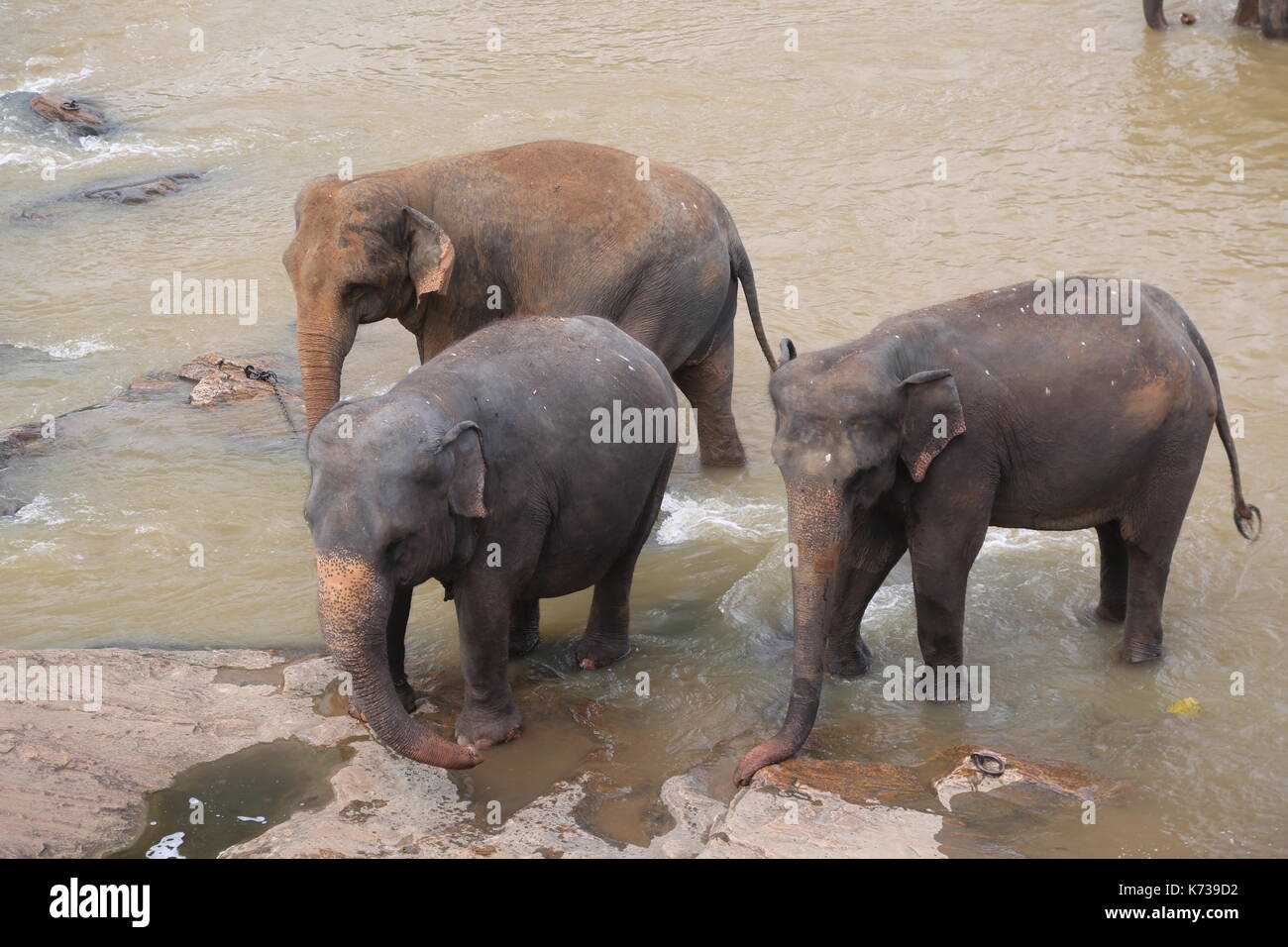 Asiatische Elefanten spielen in den Fluss, Sri Lanka Stockfoto