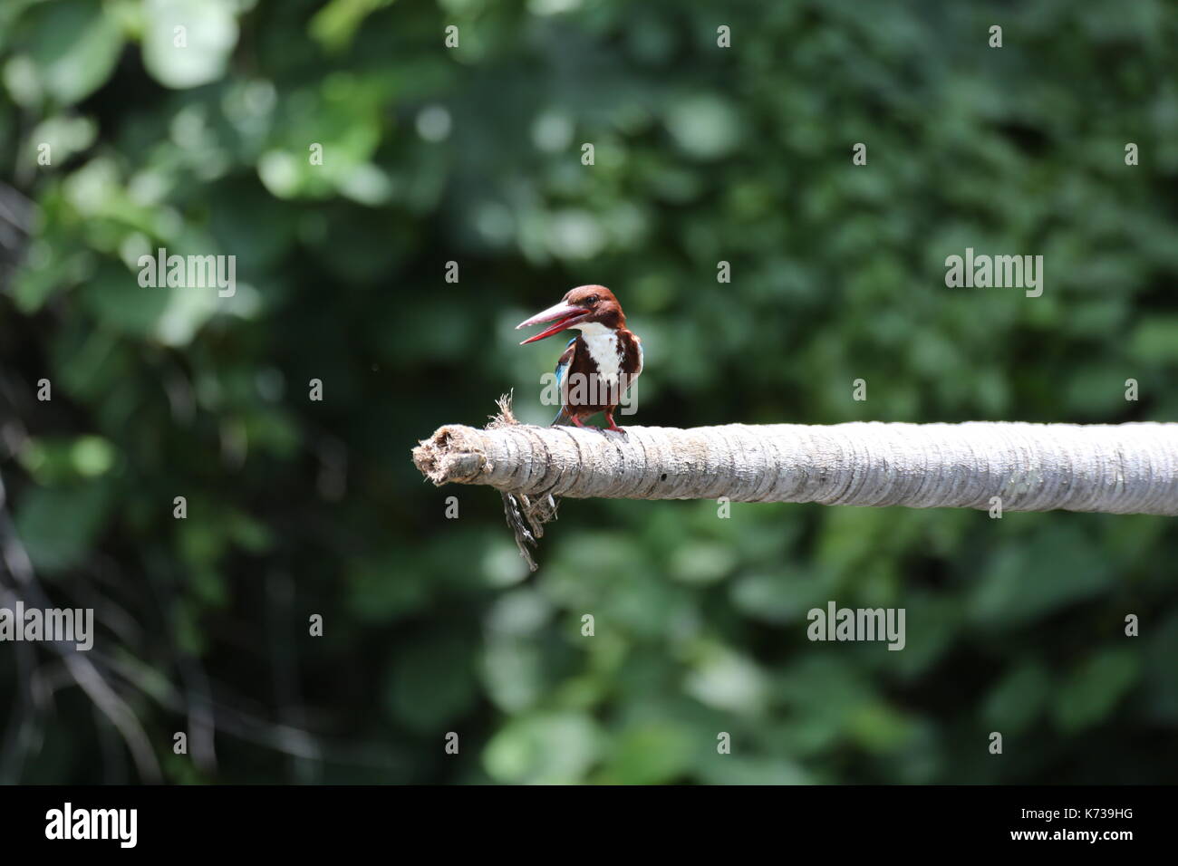 King Fisher Braun und Blau, Sri Lanka, Asien Stockfoto