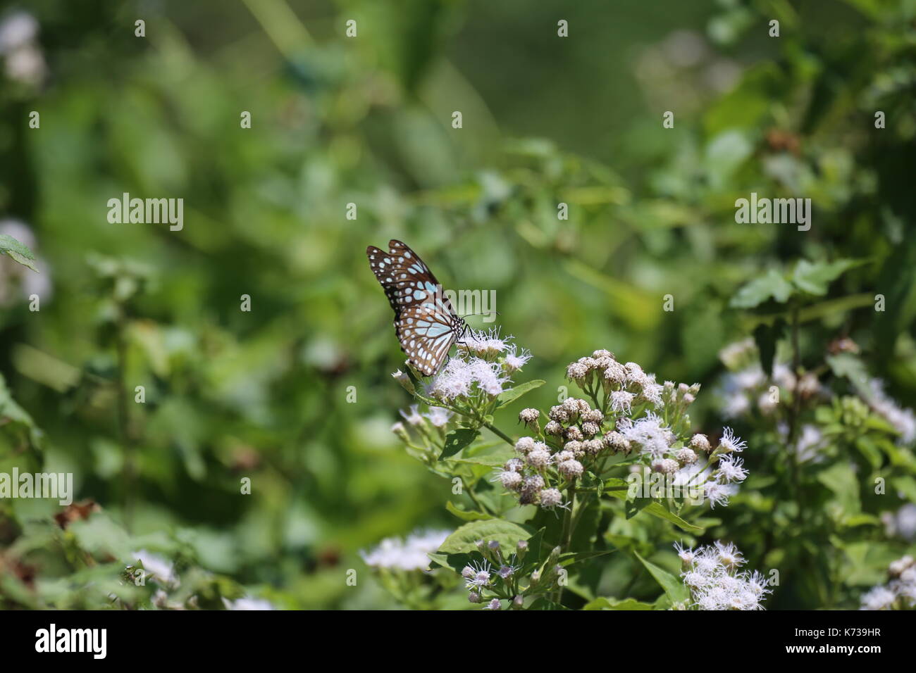 Glasige tiger buttlerfly, Sri Lanka, parantica aglea Stockfoto
