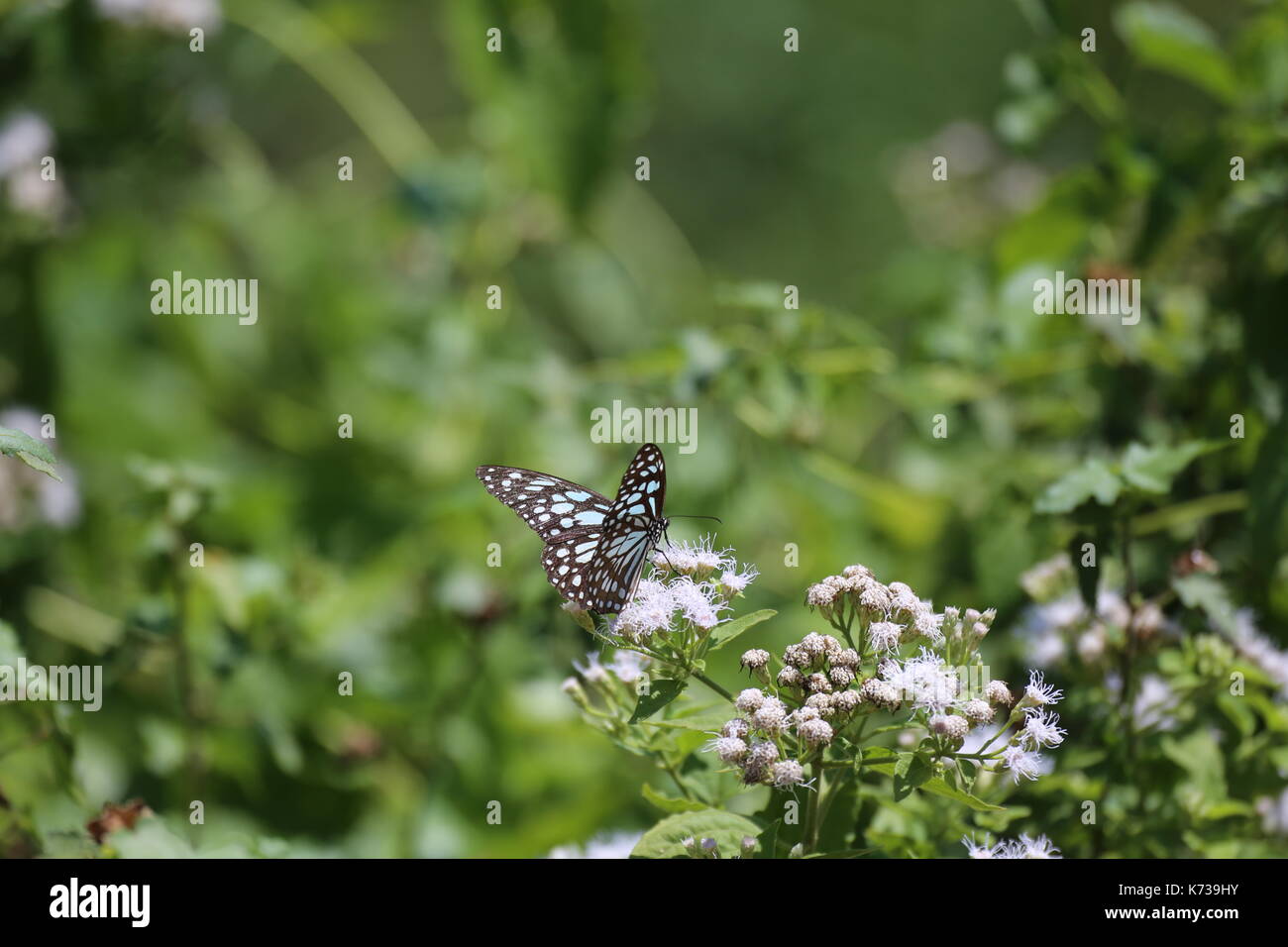 Glasige tiger buttlerfly, Sri Lanka, parantica aglea Stockfoto
