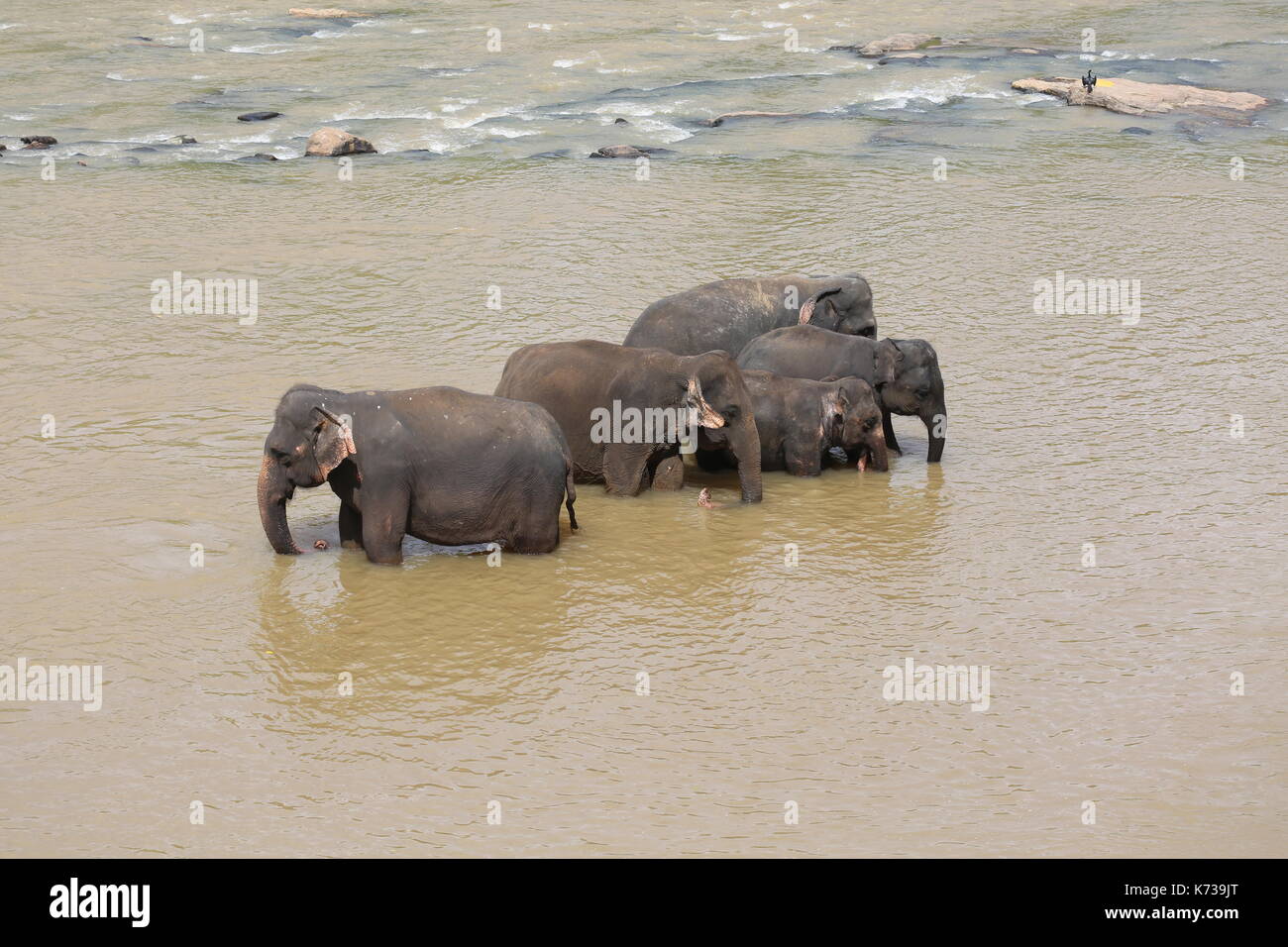 Wilde asiatische Elefanten, Sri Lanka Stockfoto