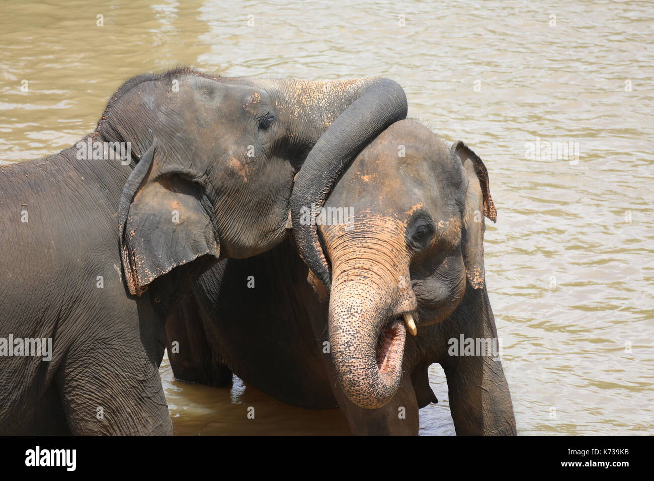 Wilde asiatische Elefanten, Sri Lanka Stockfoto