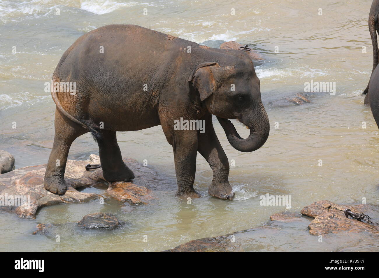 Wilde asiatische Elefanten, Sri Lanka Stockfoto