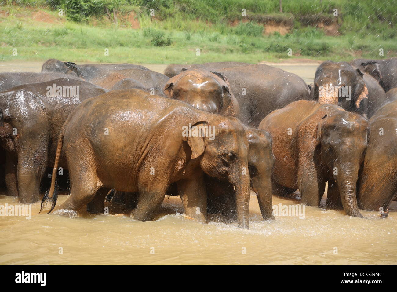 Wilde asiatische Elefanten, Sri Lanka Stockfoto