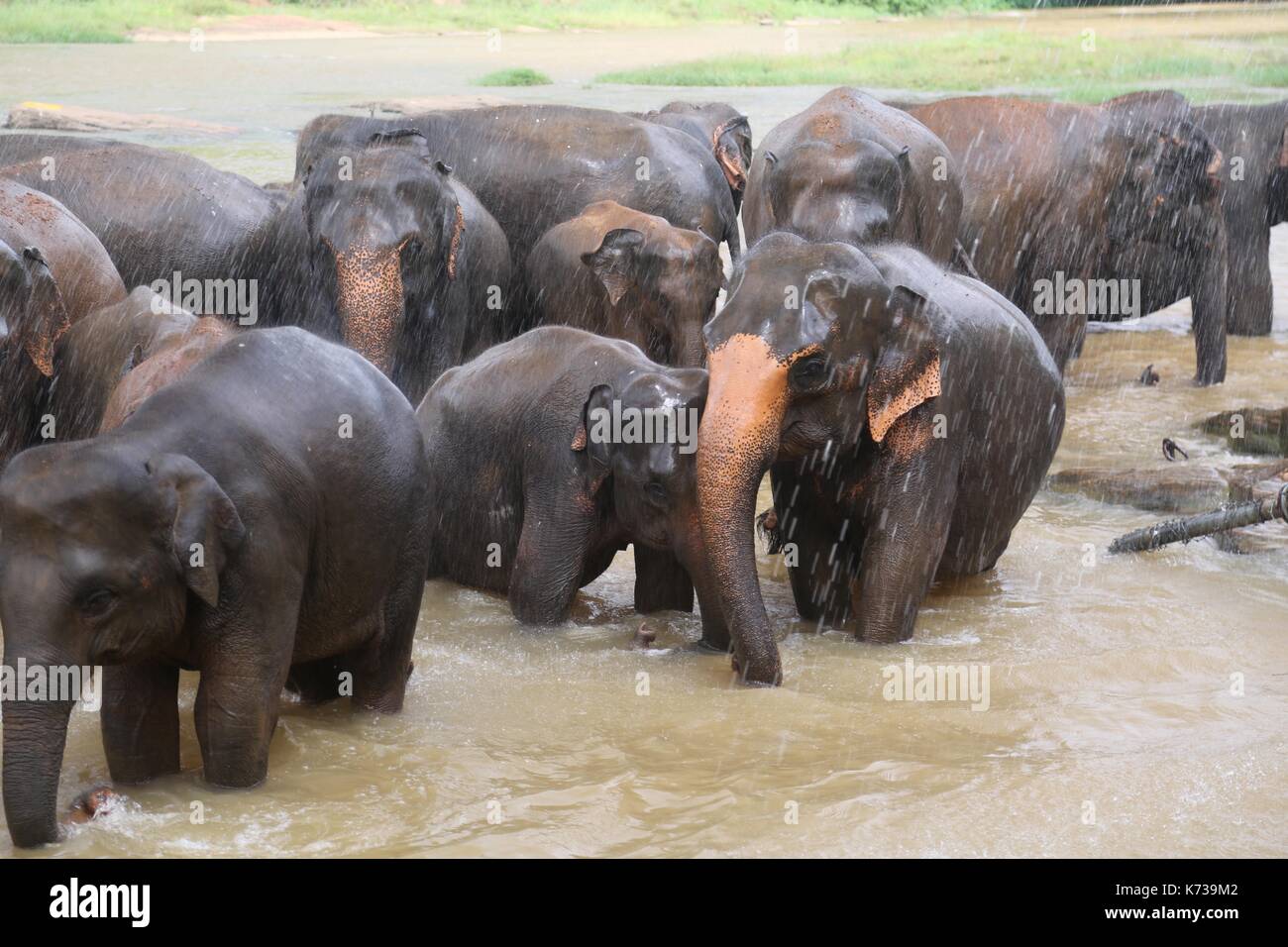 Wilde asiatische Elefanten, Sri Lanka Stockfoto