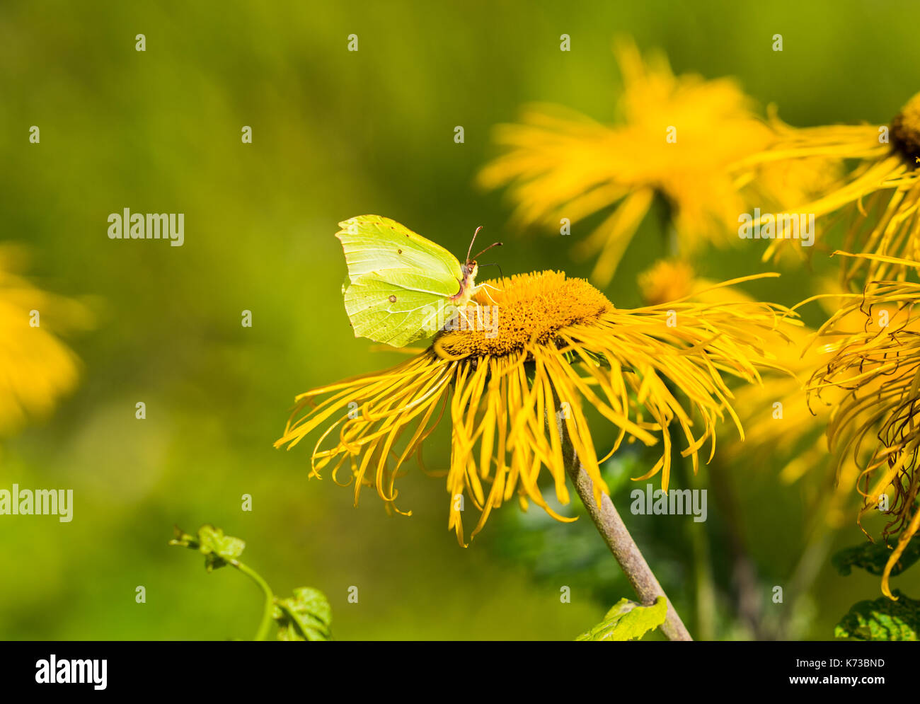 Heartleaf oxeye mit gelben Blüten, telekia speciosa und grünen Schmetterling Stockfoto