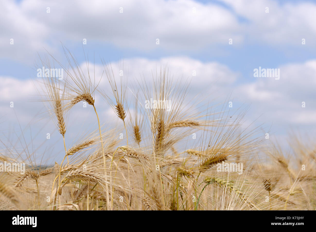 Reifen Weizen Pflanzen unter blauem Himmel closeup Foto Stockfoto
