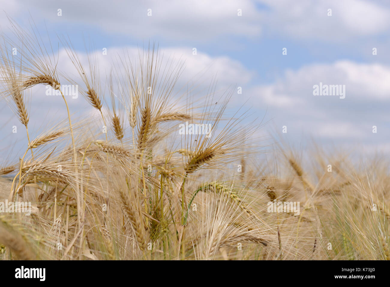Reifen Weizen Pflanzen unter blauem Himmel closeup Foto Stockfoto