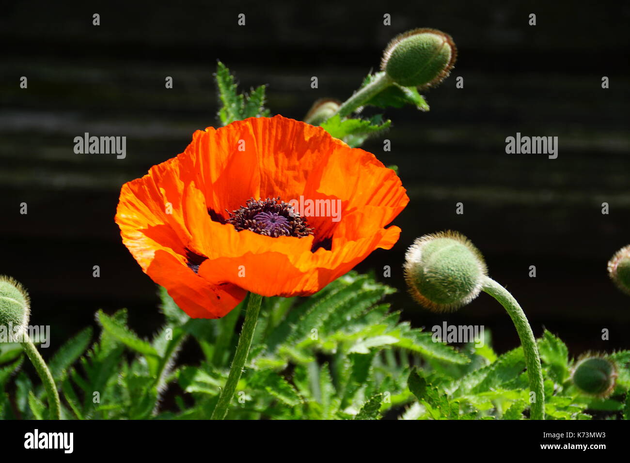 Mohnblumen Stockfoto