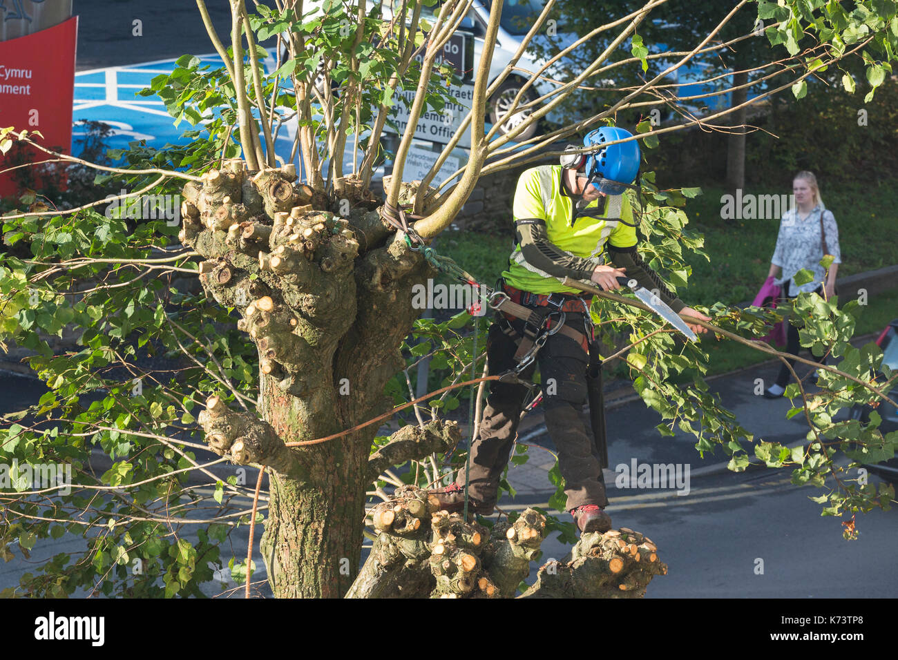 Baum Chirurg Seilschaft auf Baum schneiden von Zweigen Stockfoto
