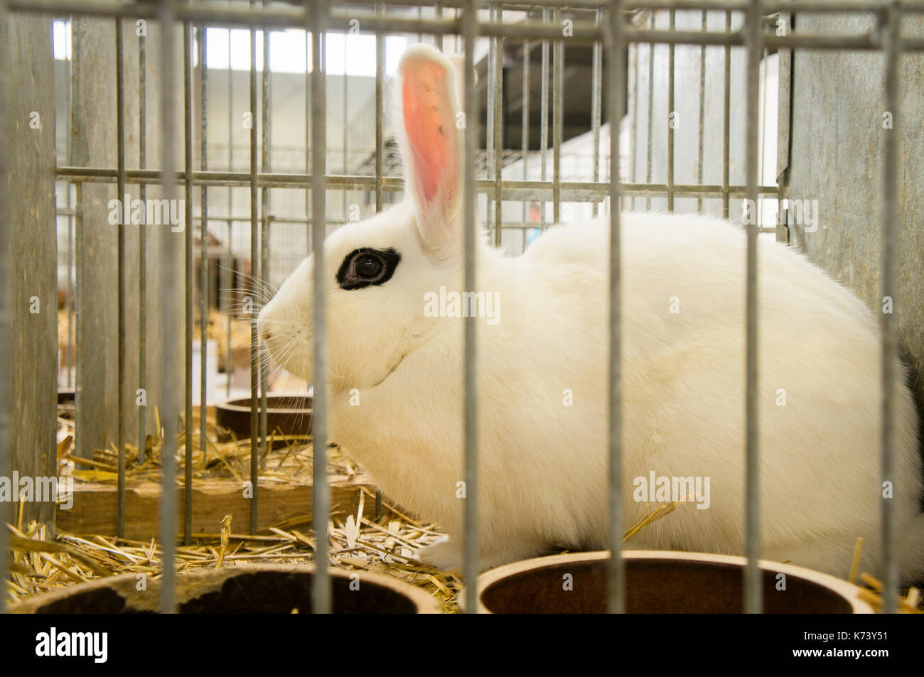 Nationale Ausstellung für junge Kaninchen, Geflügel und Tauben 2017 (Tierzucht), weiße Hotot Kaninchen Stockfoto