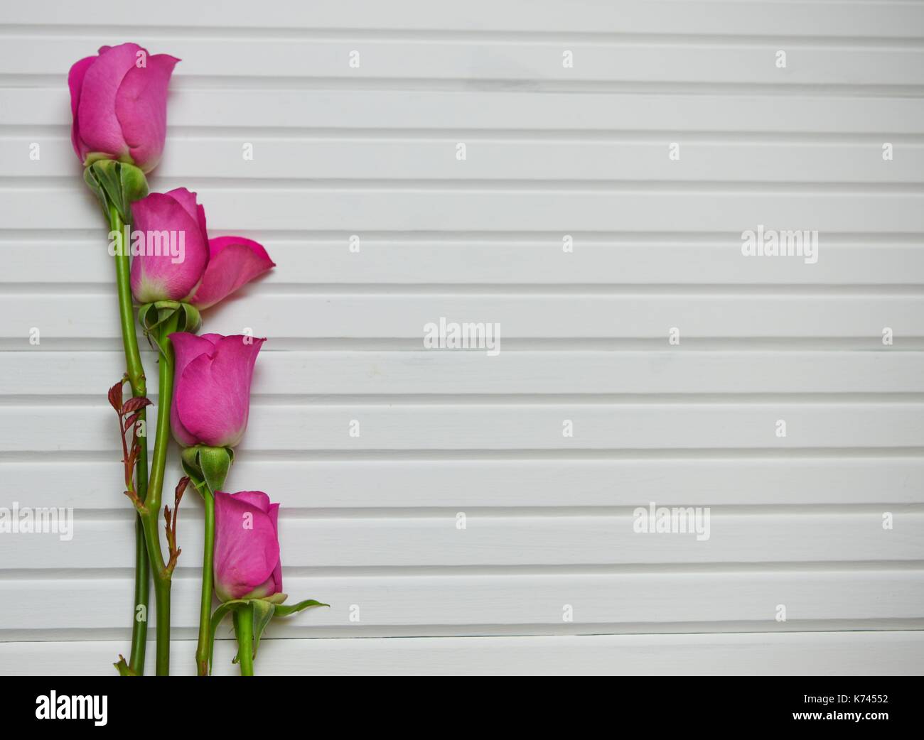 Valentine romantische Blume fotografie Bild von vier leuchtend rosa Rosen auf weißem Holz panel Hintergrund mit grünen Blättern und Stielen und Raum Stockfoto