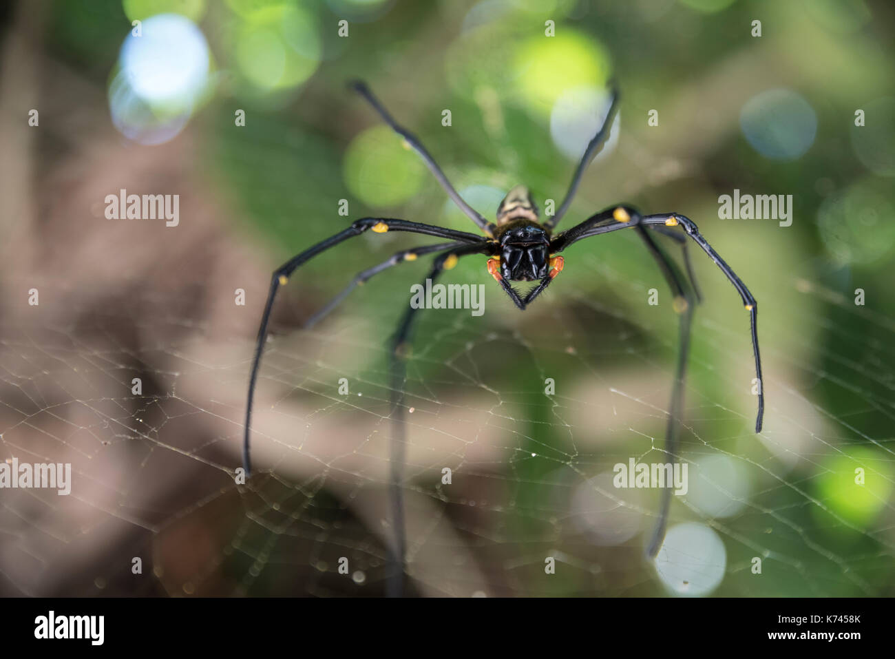 Nephila pilipes (Northern golden orb Weber oder riesige Golden orb Weaver) Okinawa, Japan. Stockfoto