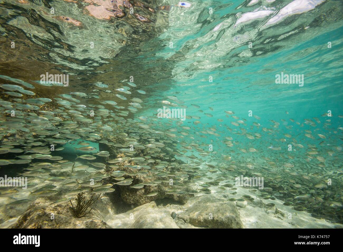 Philippinen, Palawan, taytay Bay, Pabellon Inseln auch als Elephant Island bekannt, Schule der Fische im kristallklaren Wasser Stockfoto