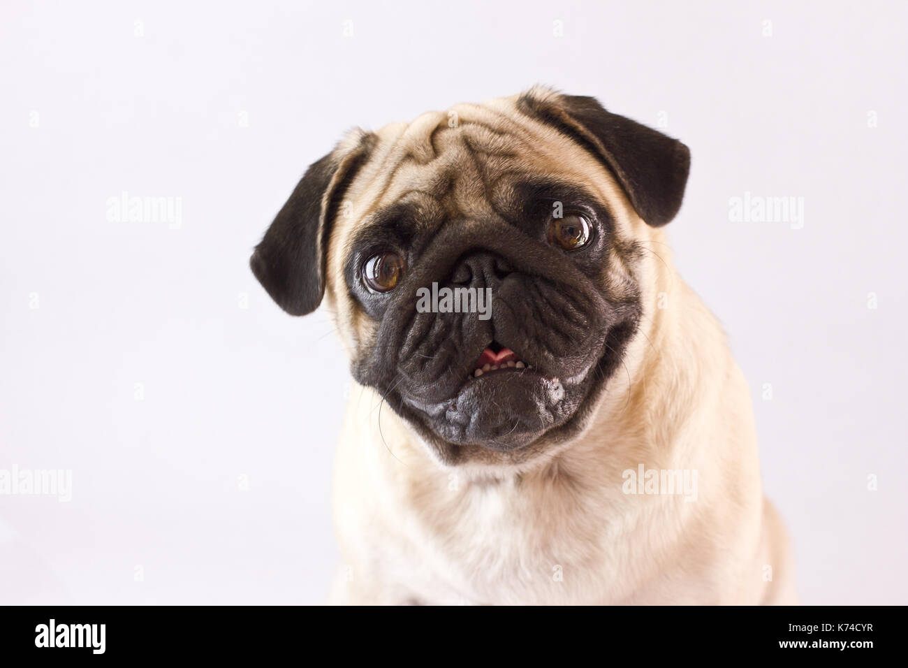 Sitzung Hund mops mit den großen Augen isoliert Stockfoto