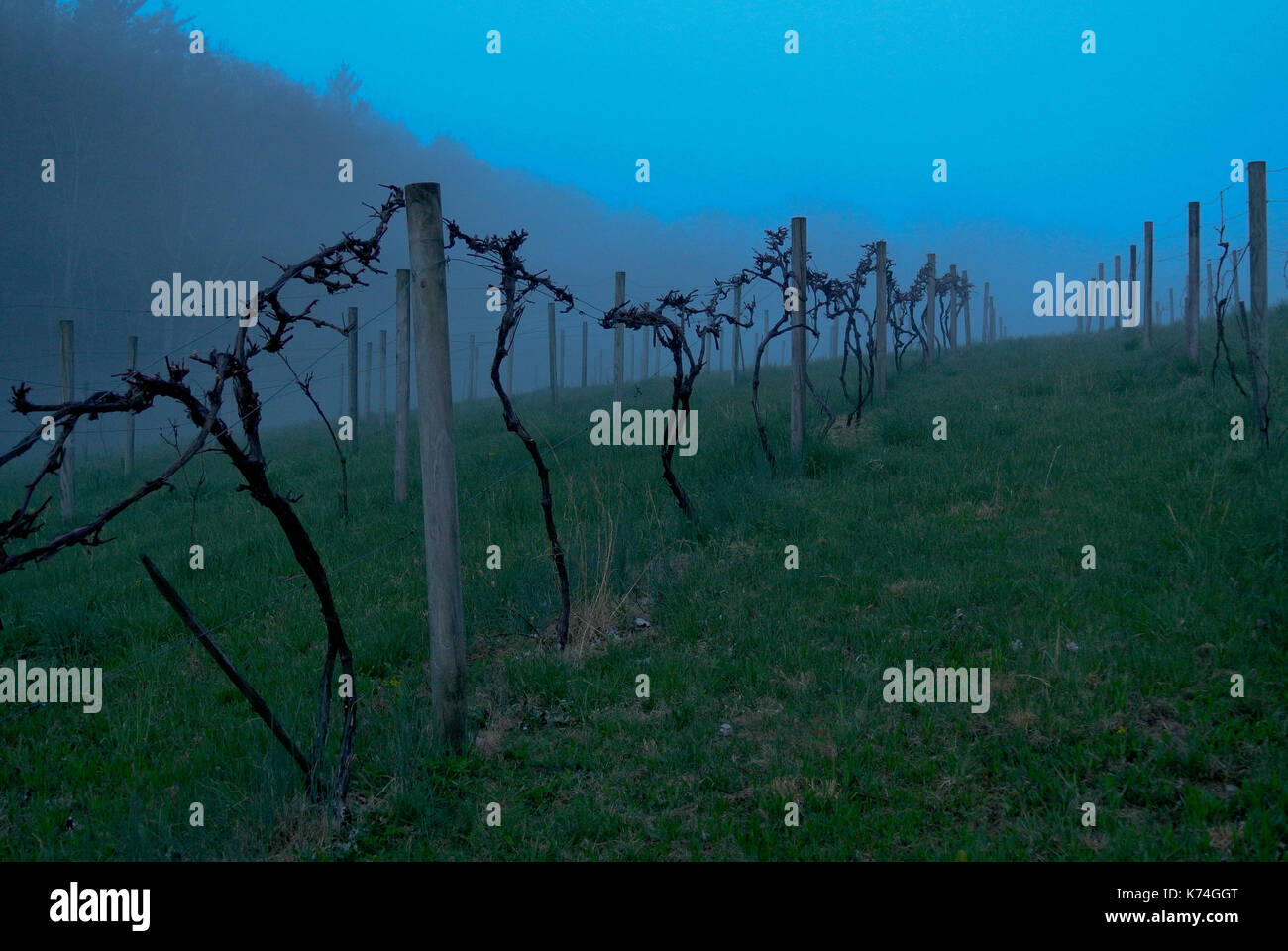 Morgen NEBEL UND BLAUE DÄMMERUNG ÜBER FRÜHLING WEINBERG ZEILEN, JUNIATA PENNSYLVANIA Stockfoto