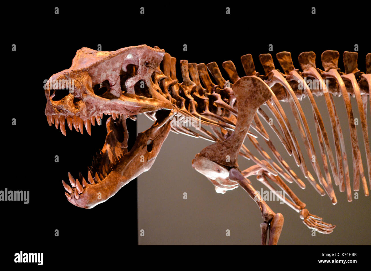 Skelett eines T-Rex Stockfoto