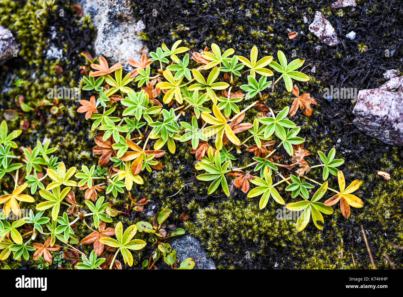 Herbst Vegetation wächst auf Lava in Island Stockfoto