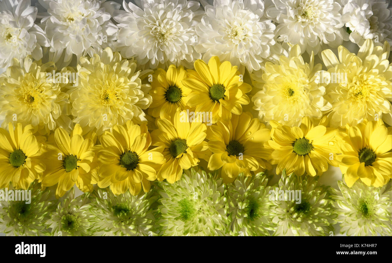 Nahaufnahme abstrakt hintergrund Fotografie Bild mit Gelb und Grün Blumen Füllung der Rahmen für eine helle florale Raum Stockfoto