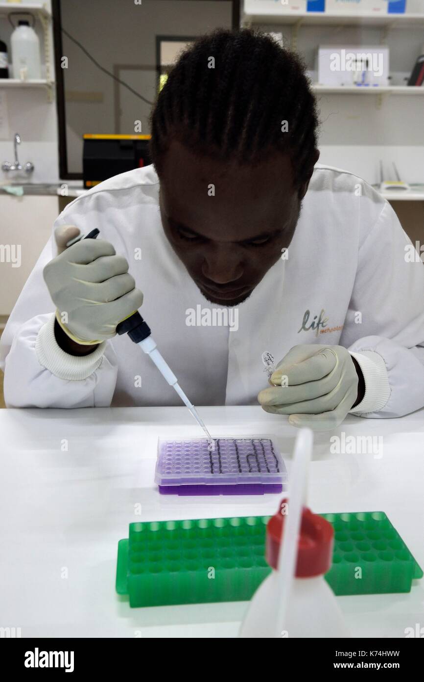 Namibia, Otjiwarongo, Cheetah Conservation Fund, Forschung und Bildung, Life Technologies Conservation Genetics Laboratory, Pipettieren für die DNA-Analyse von Hafeni Stockfoto