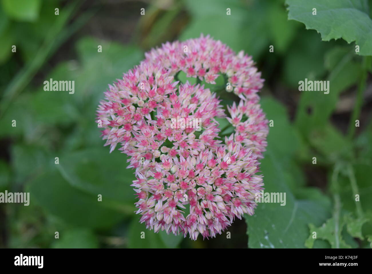 Blumen aus meinem Hinterhof Stockfoto