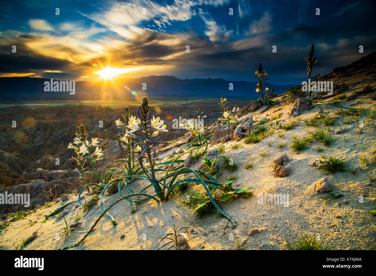 Wüste Lillies am Rande der Anza Borrego Desert Badlands, Anza Borrego Desert, Kalifornien, San Diego County, Kalifornien, USA Stockfoto