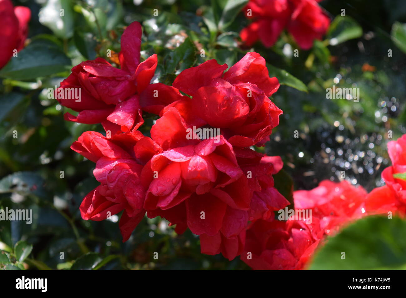 Blumen aus meinem Hinterhof Stockfoto