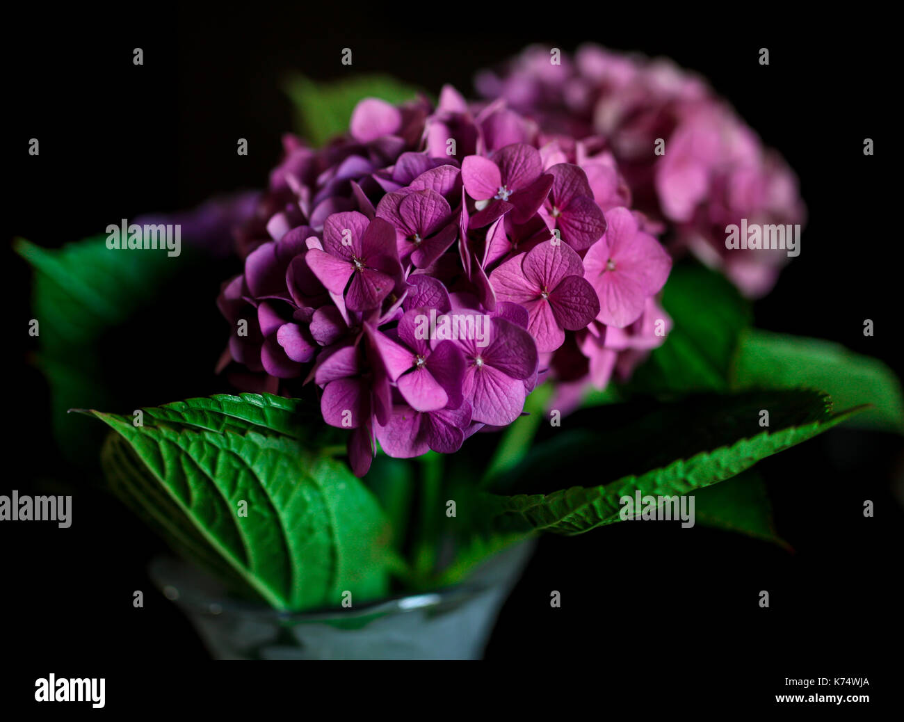 Eine Landschaft Farbe Bild einer Vase mit frischen Schnitt Hortensien. Beleuchtet mit natürlichem Licht und einer geschwärzt Hintergrund. Die Hortensie ist eine Gattung der 70-7 Stockfoto