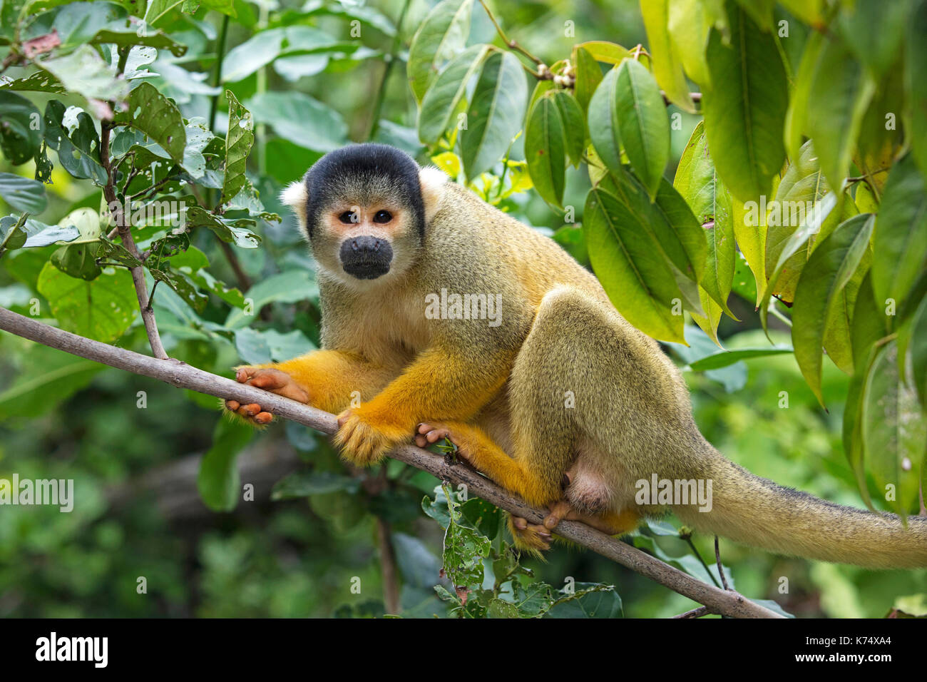 Bolivianische Totenkopfaffen Monkey/Black-capped Totenkopfäffchen (Saimiri boliviensis Boliviensis) im Baum, Pampas del Yacuma, Bolivien Stockfoto