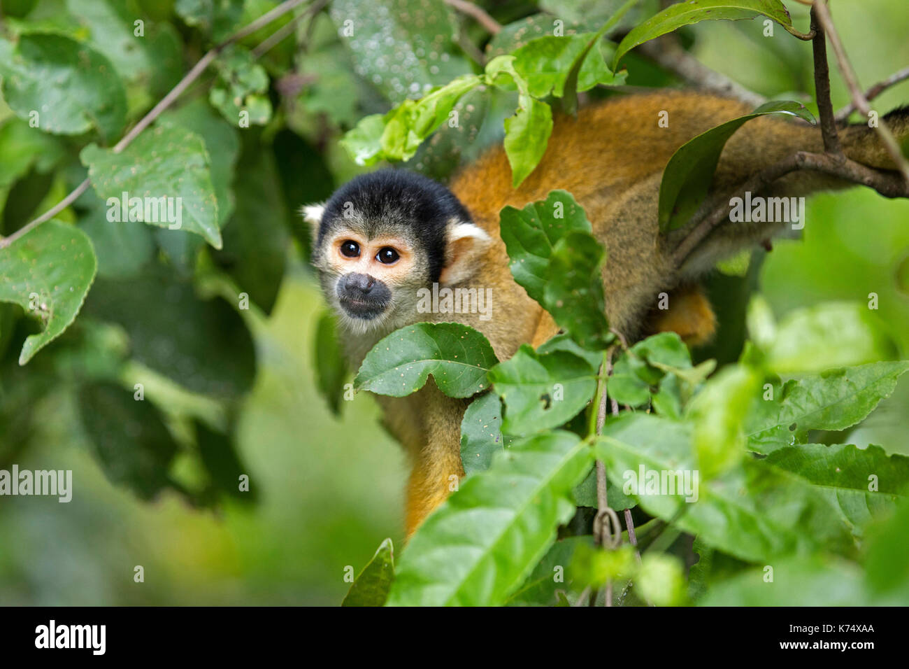 Bolivianische Totenkopfaffen Monkey/Black-capped Totenkopfäffchen (Saimiri boliviensis Boliviensis) im Baum, Pampas del Yacuma, Bolivien Stockfoto