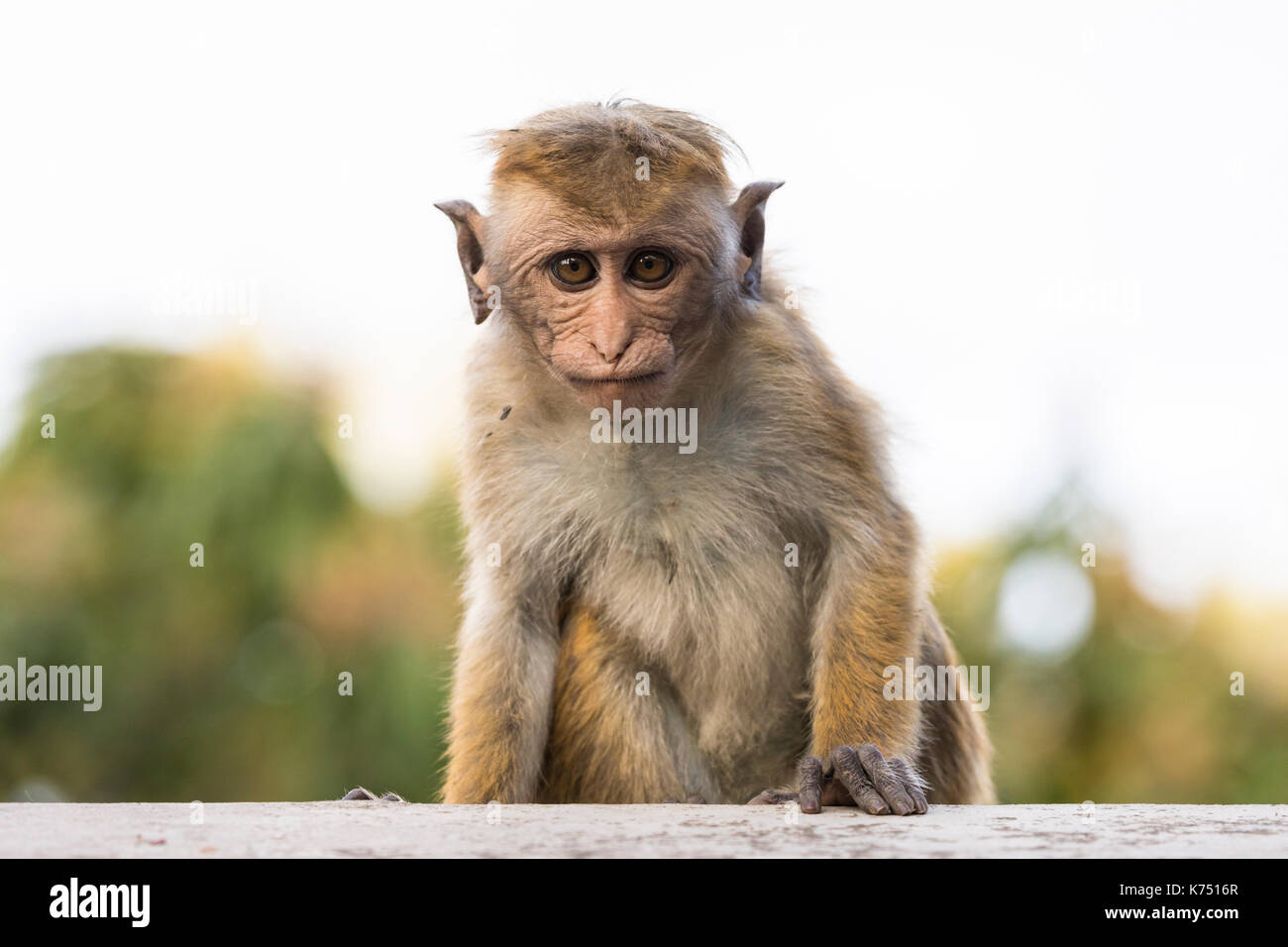 Hässlicher affe -Fotos und -Bildmaterial in hoher Auflösung – Alamy, حجم الصورة 1300x956