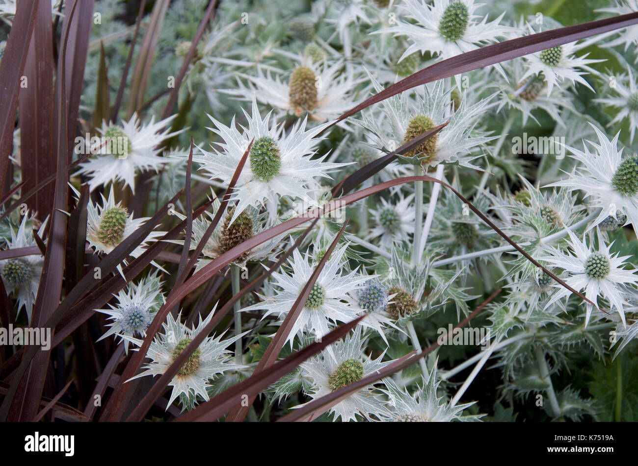 Eryngium giganteum Silver Ghost bepflanzt mit Neuseeland Flachs oder