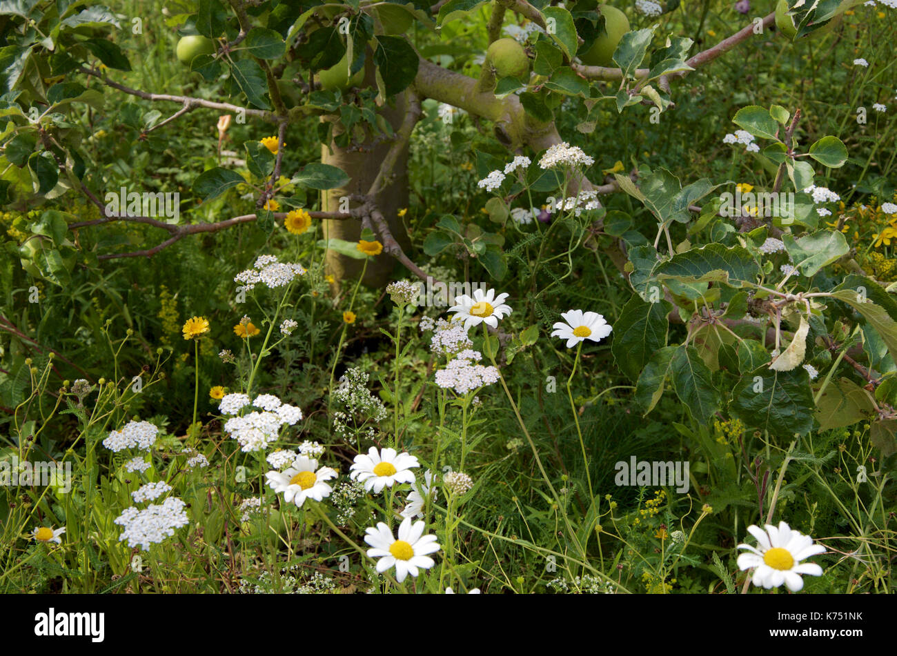 Wiese mit wilden Blumen, die auf der Basis von einem Apfelbaum Stockfoto