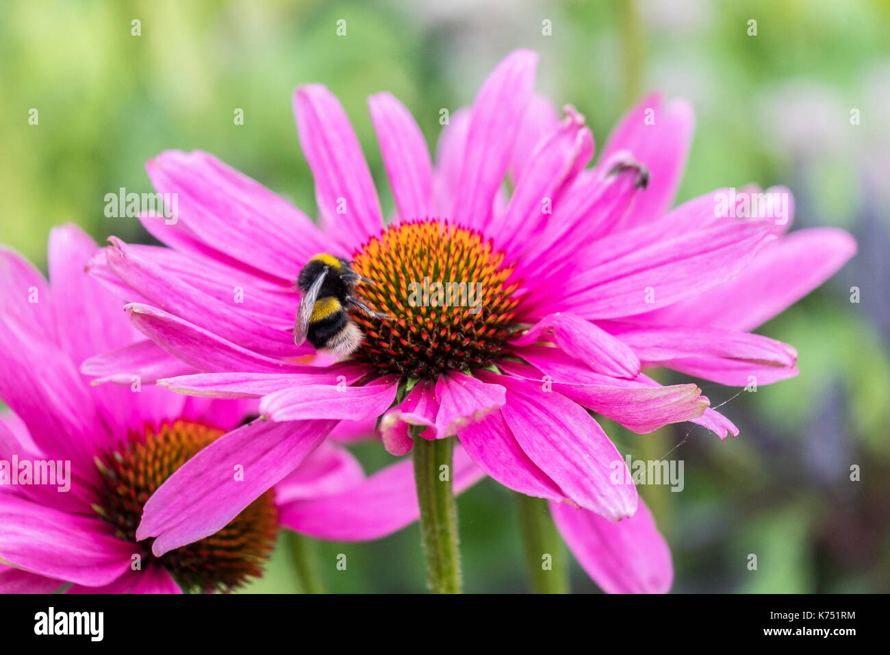 Biene bestäubt Pink daisy Osteospermum jucundum, die an der Universität von Nottingham Stockfoto